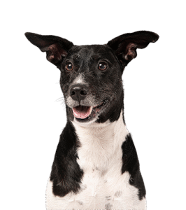 Cachorro Perdi meu pet